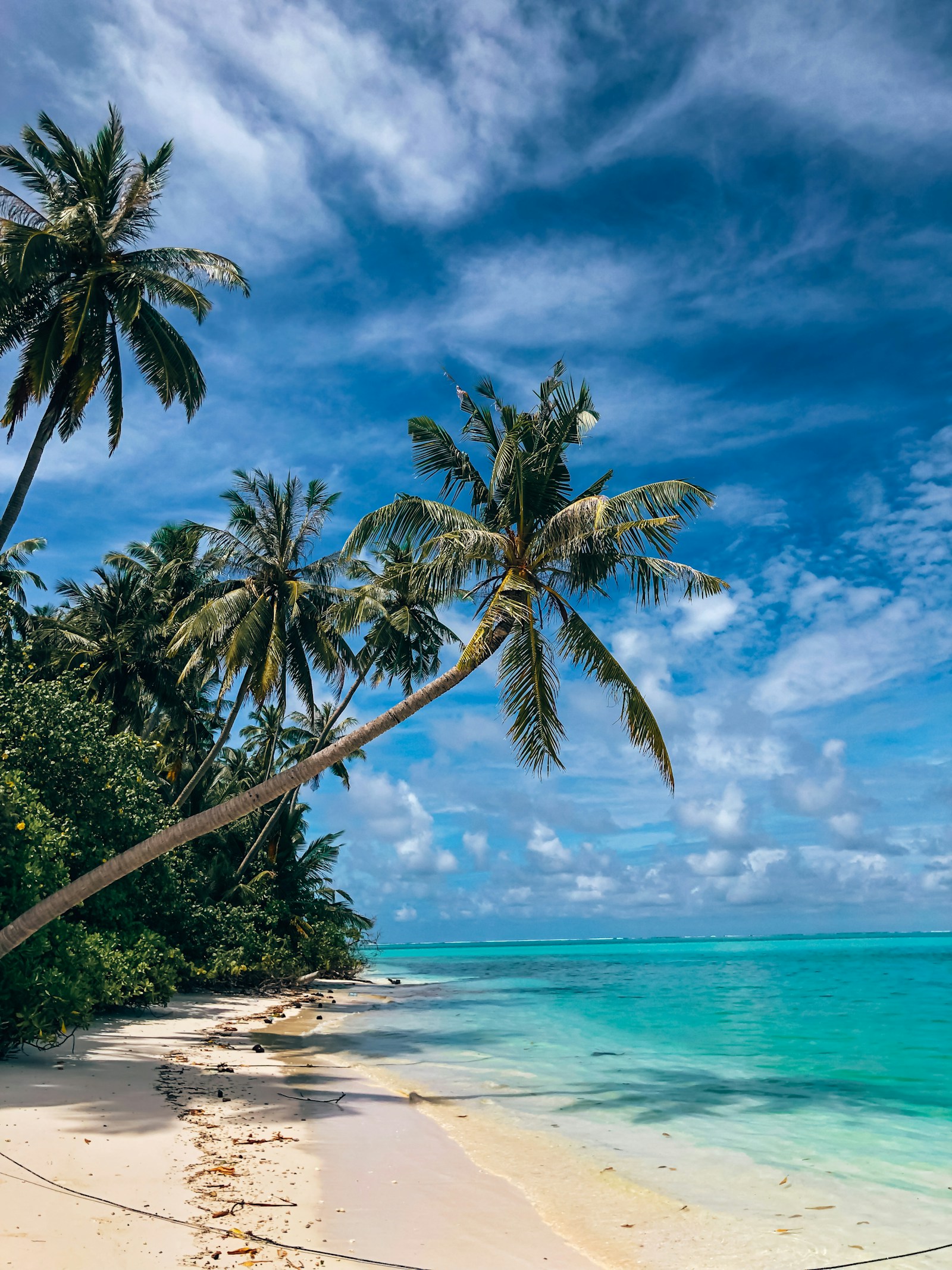 Palm trees overlooking a tropical beach and turquoise sea